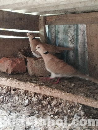 ঘুঘু পাখি